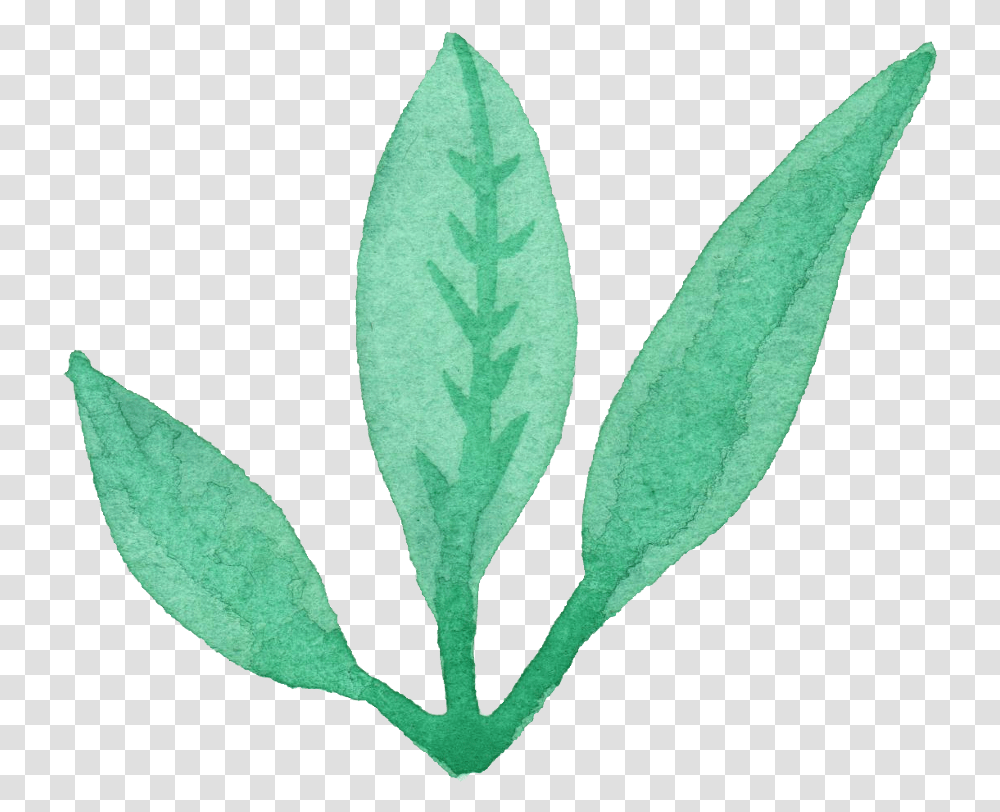 Leaf Transpa Vol 3 Onlygfx Com Jolly Green Giant, Plant, Annonaceae, Rug, Herbal Transparent Png