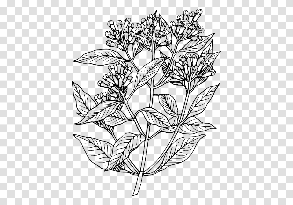 Leaf Tree Flower Plant Clove Bush Herb Shrub Elder Flower Line Art, Potted Plant, Vase, Jar, Pottery Transparent Png