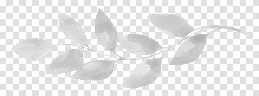 Leaf Tree, Plant, Petal, Flower, Blossom Transparent Png