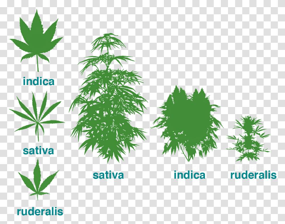 Leaf Types Cannabis Plant, Tree, Vegetation, Conifer, Green Transparent Png