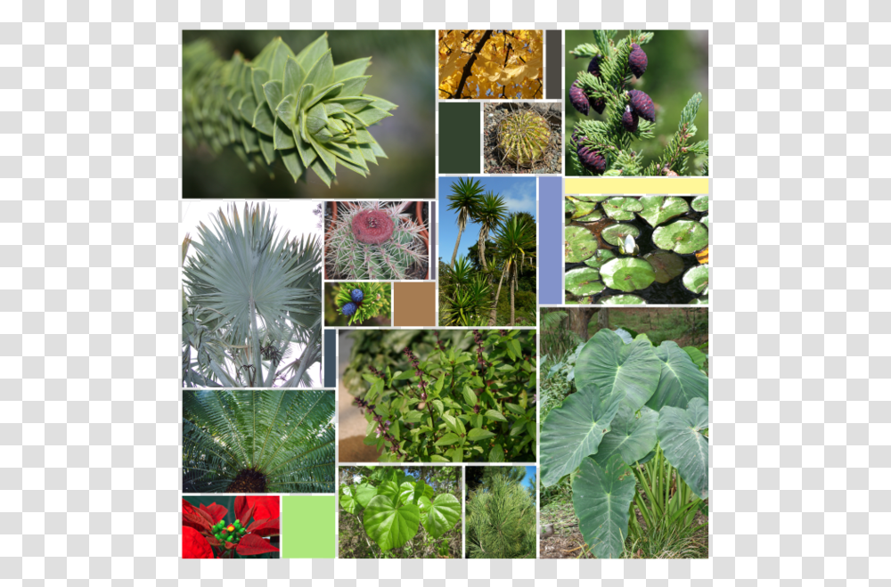 Leaf Varieties Non Flowering Plants Chart, Collage, Poster, Advertisement, Potted Plant Transparent Png