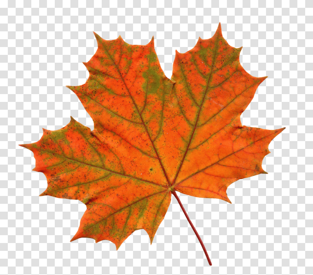 Leaf Vector Clipart, Plant, Tree, Maple, Maple Leaf Transparent Png