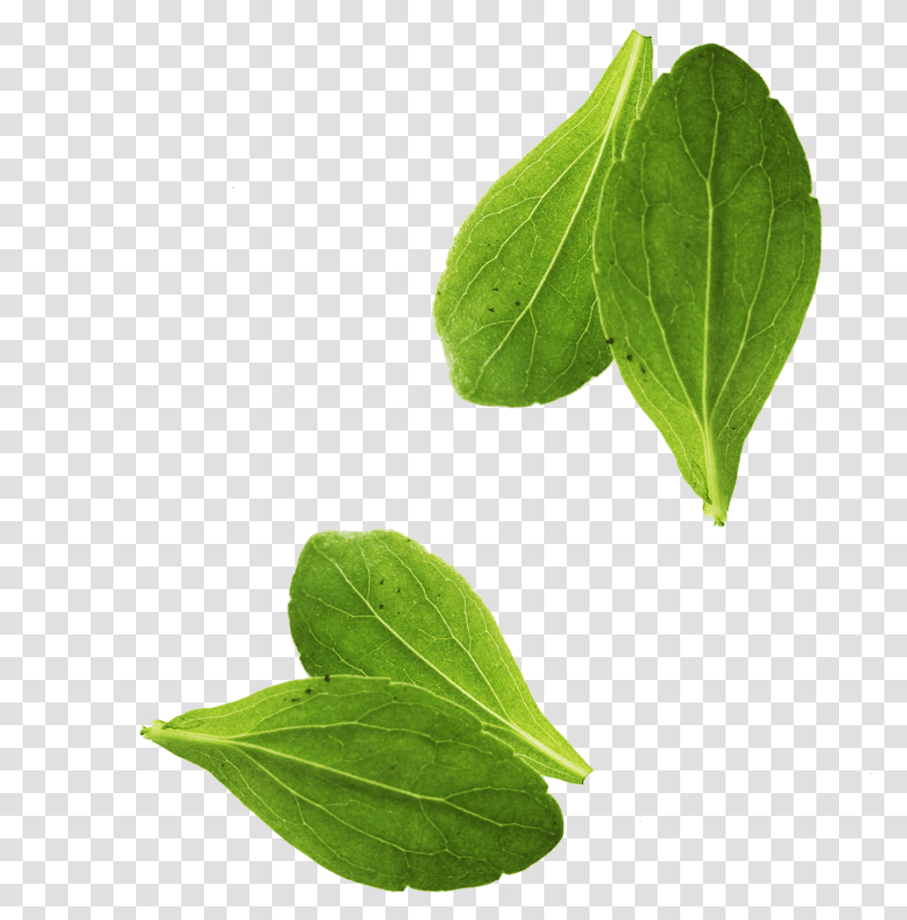 Leaf Vegetable Basil Leaf Vegetable Basil Leaves, Plant, Spinach, Food, Flower Transparent Png