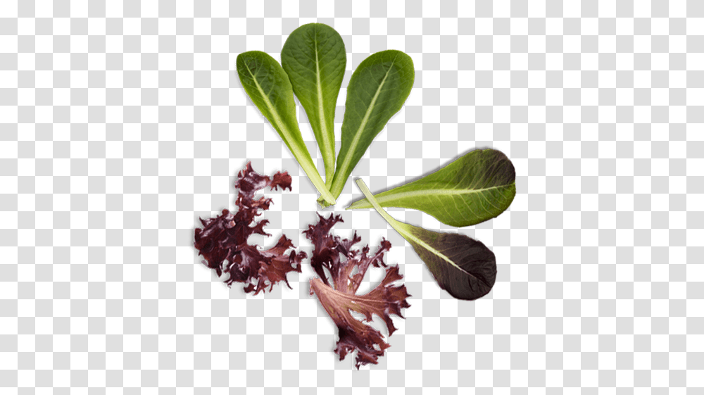 Leaf Vegetable, Plant, Food, Annonaceae, Tree Transparent Png
