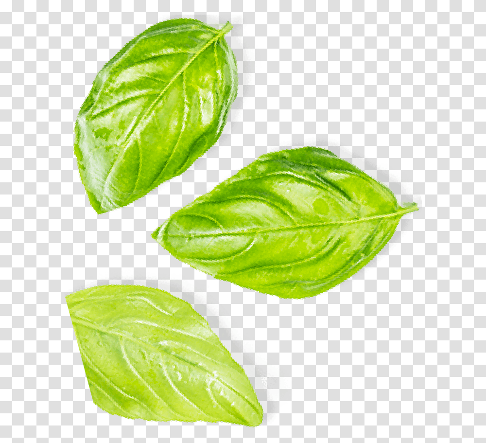Leaf Vegetable, Plant, Food, Spinach, Potted Plant Transparent Png