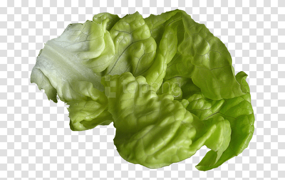 Leaf Vegetableiceburg Leaf Lettuceromaine Lettucecruciferous Lettuce, Plant, Food, Rose, Flower Transparent Png