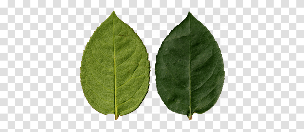 Leaf Vine Ivy, Plant, Tennis Ball, Sport, Sports Transparent Png