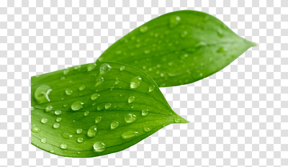 Leaf Water Drop Clipart Mart Leaves With Water Drops, Plant, Green, Droplet Transparent Png