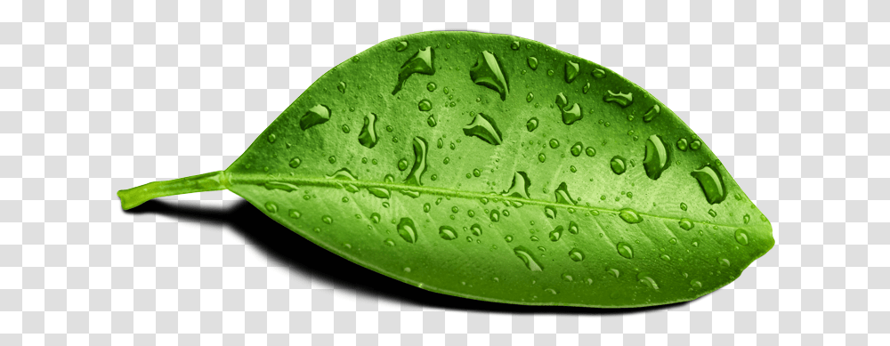 Leaf Water Drop Image Mart Leaf With Water Drop, Plant, Green, Droplet, Nature Transparent Png