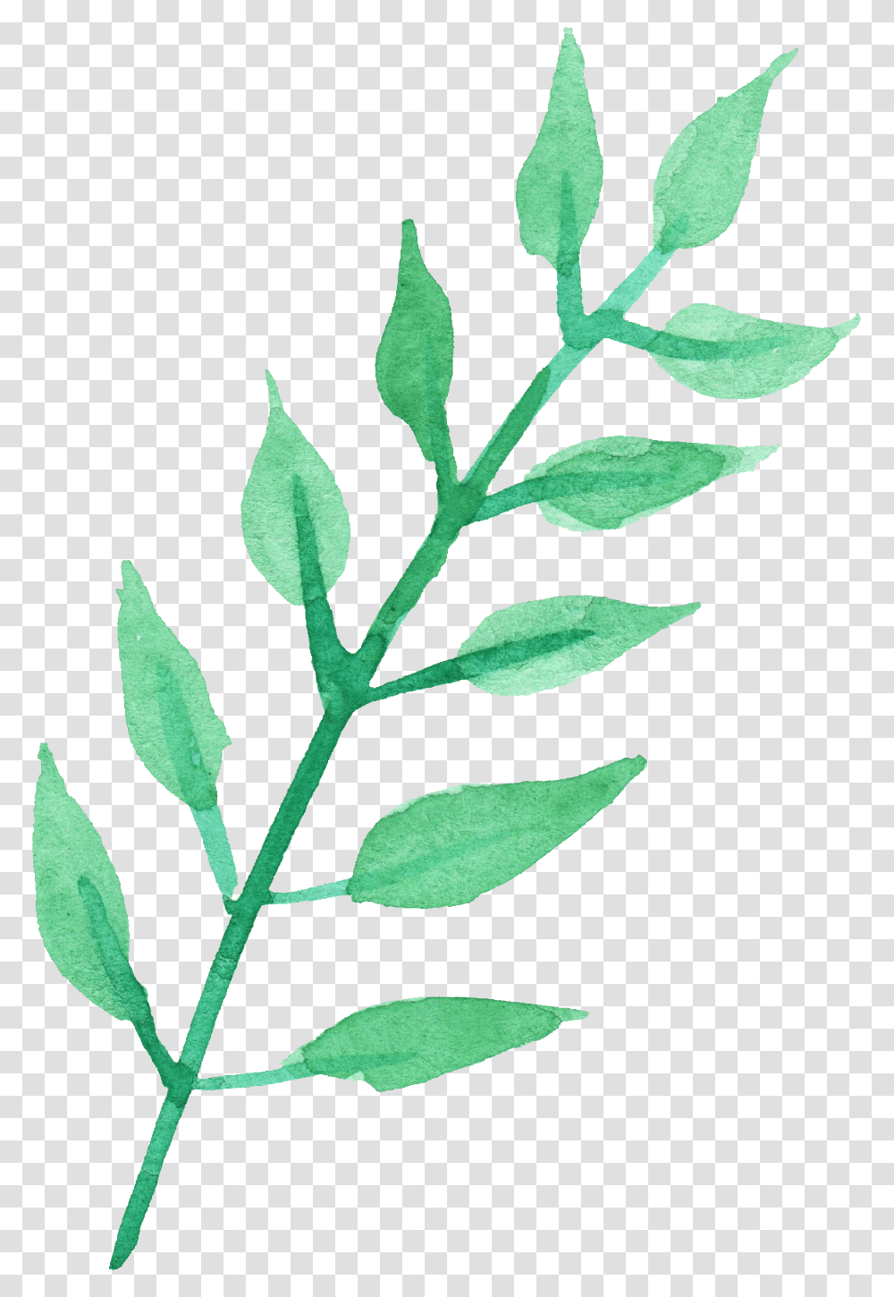 Leaf Watercolor Image, Plant, Green, Acanthaceae, Flower Transparent Png