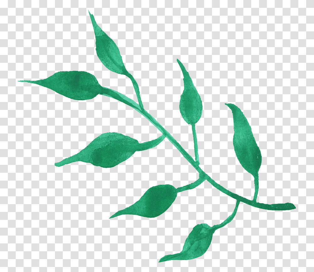 Leaf Watercolor, Plant, Green, Flower, Blossom Transparent Png