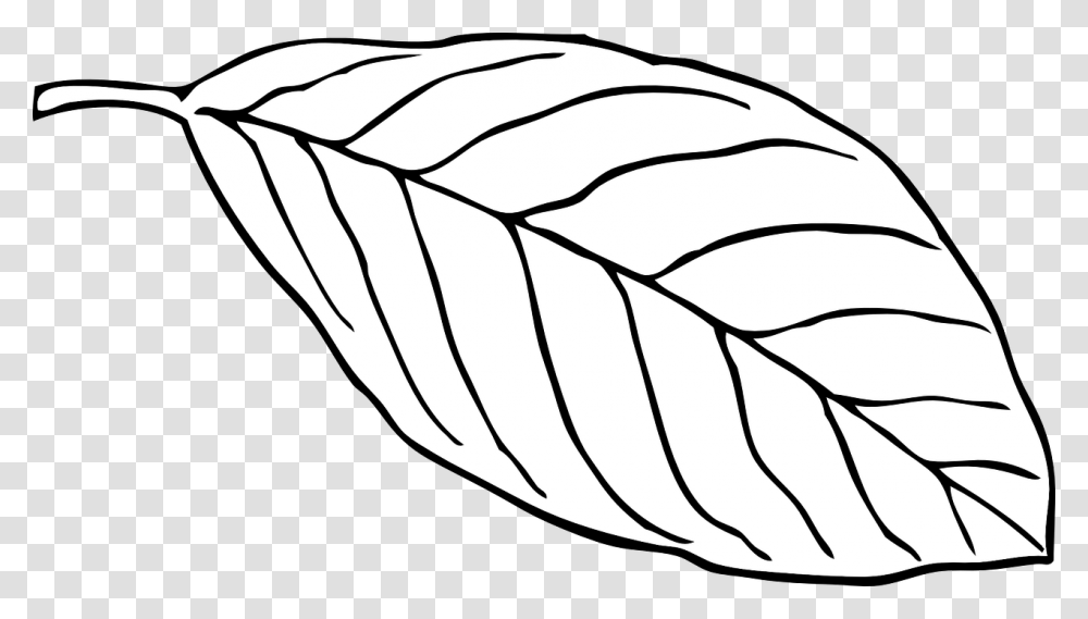 Leaf White Beech Outline Vein Nerve Oval Leaf Clipart, Plant, Grain, Food, Seed Transparent Png