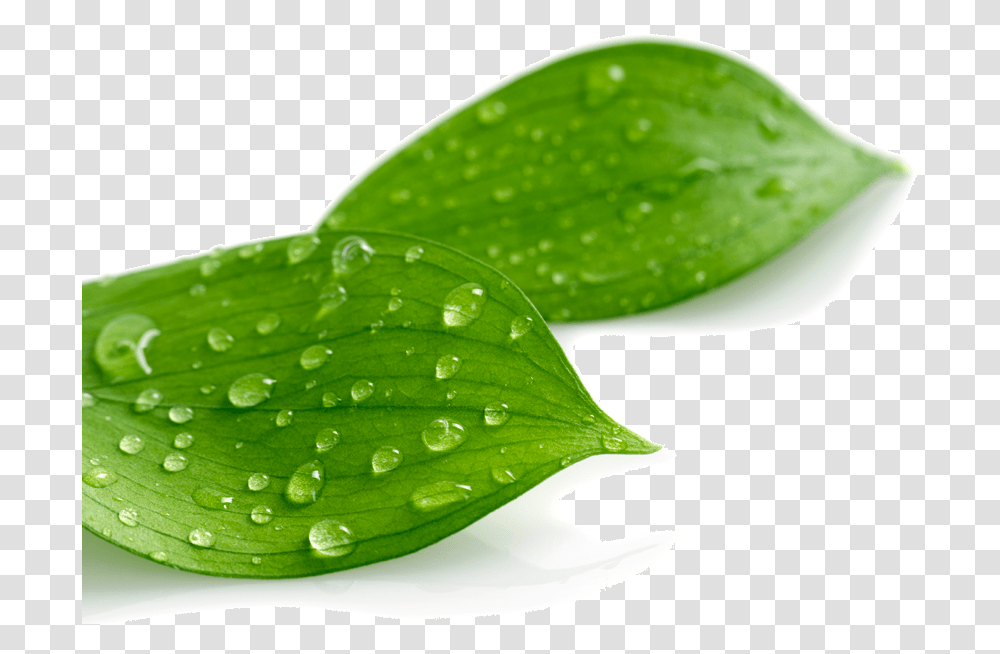 Leaf With Drop, Plant, Green, Droplet Transparent Png