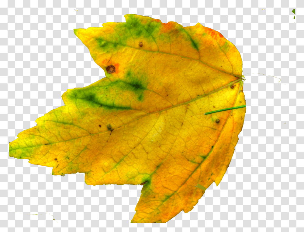 Leaf Yellow Clipart 110k Cliparts, Plant, Veins, Tree, Fungus Transparent Png