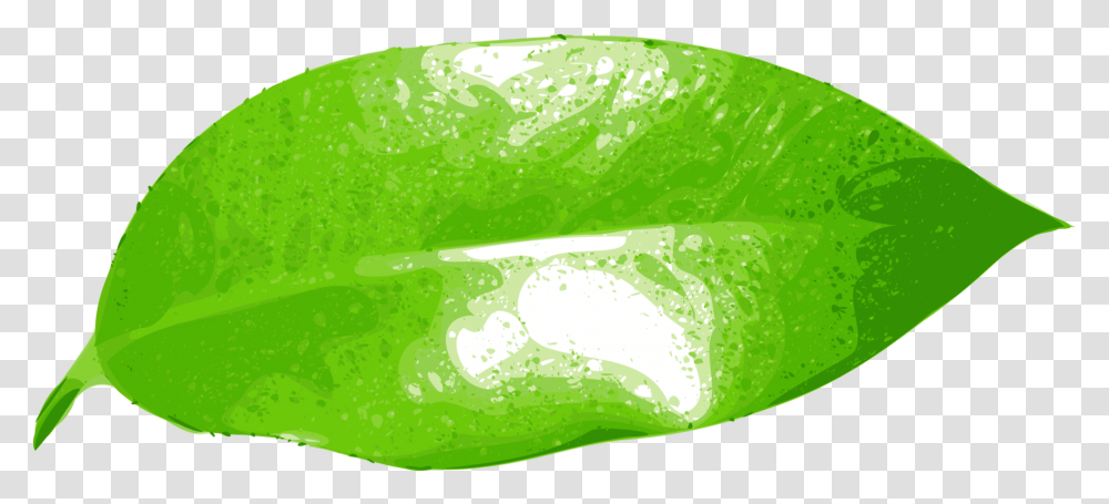 Leafgreengrass Hoja De Naranja, Plant, Citrus Fruit, Food, Lime Transparent Png