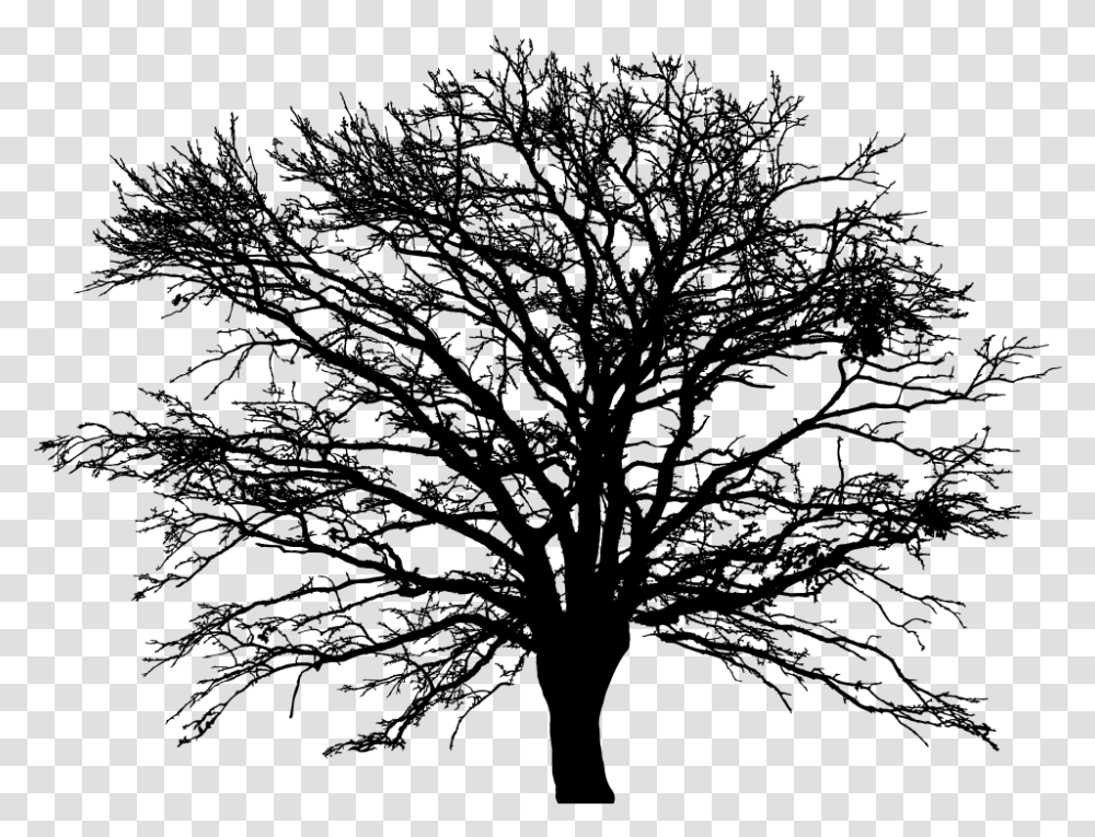 Leafless Tree Art Tree Vector, Gray, World Of Warcraft Transparent Png