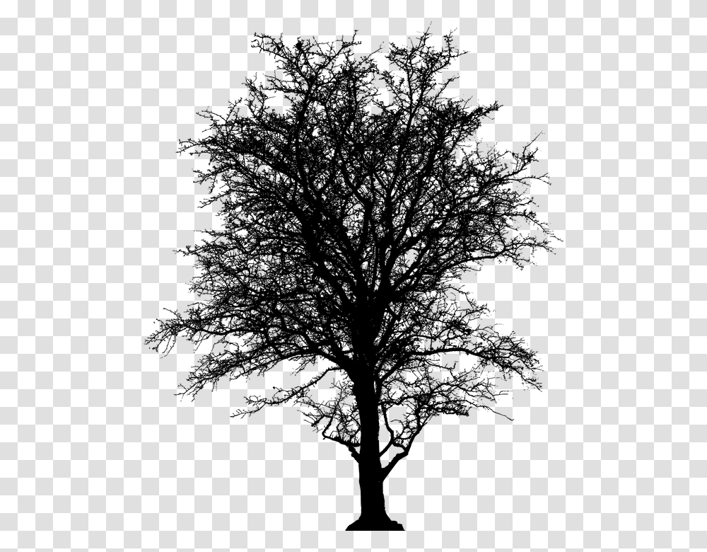 Leafless Tree Barren Plant Silhouette Ecology Tree Barren, Gray, World Of Warcraft Transparent Png