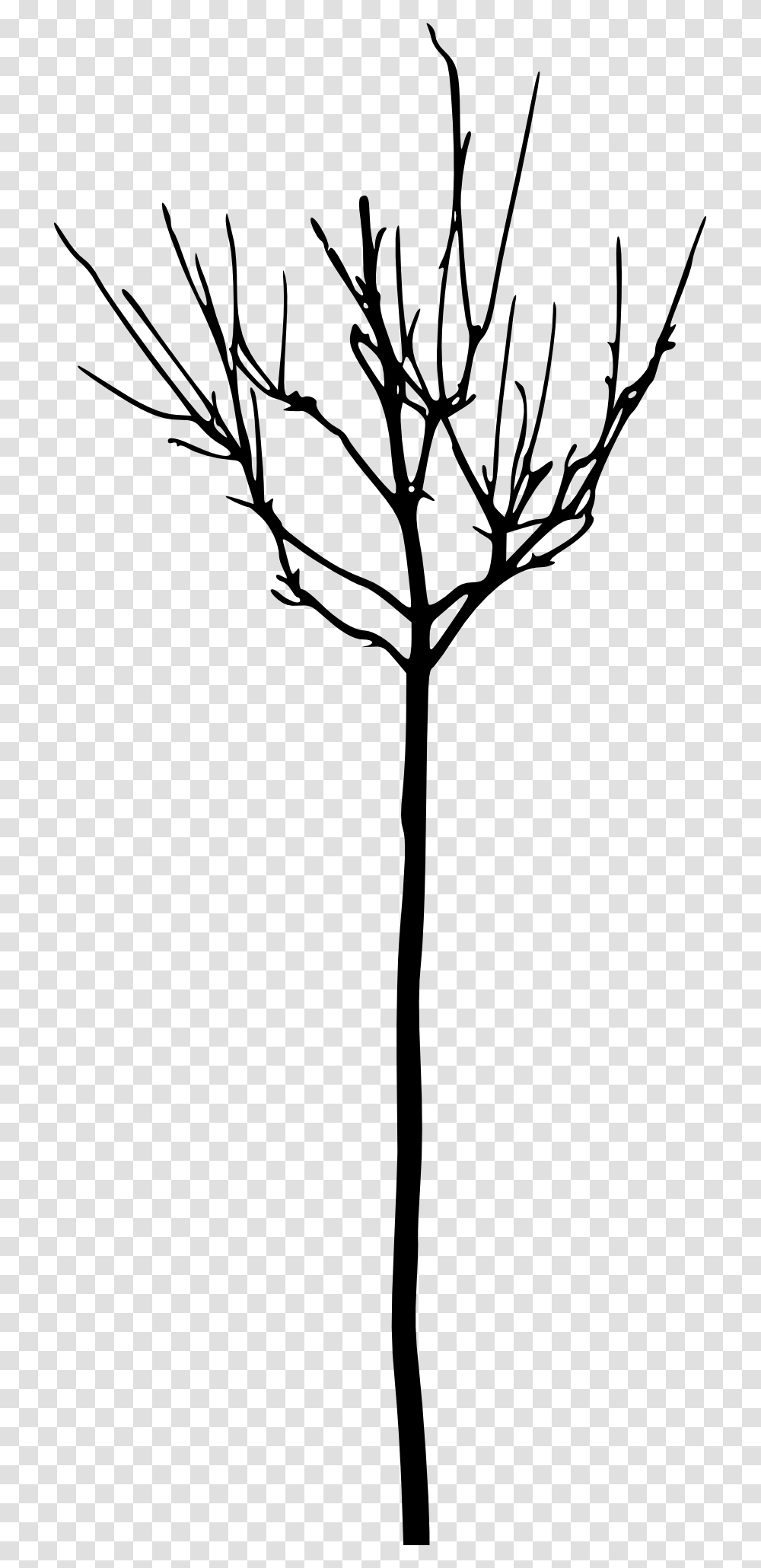 Leafless Tree Branch, Plant, Flower, Blossom, Silhouette Transparent Png