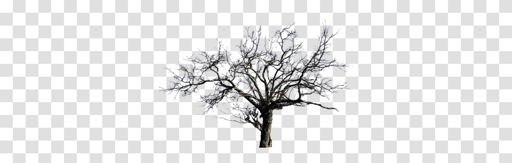 Leafless Tree Images 6419 Transparentpng Background Bare Tree, Plant, Nature, Outdoors, Outer Space Transparent Png
