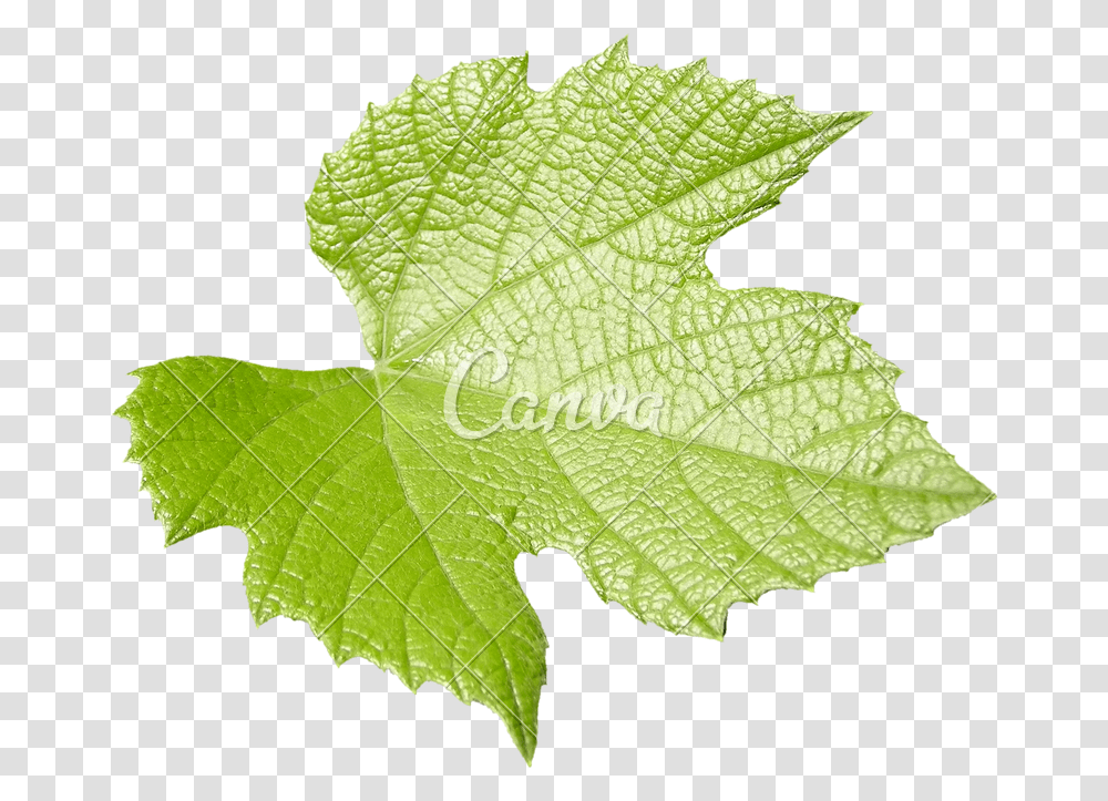 Leafplantflowergrape Leavesflowering Maple Vitis, Maple Leaf Transparent Png