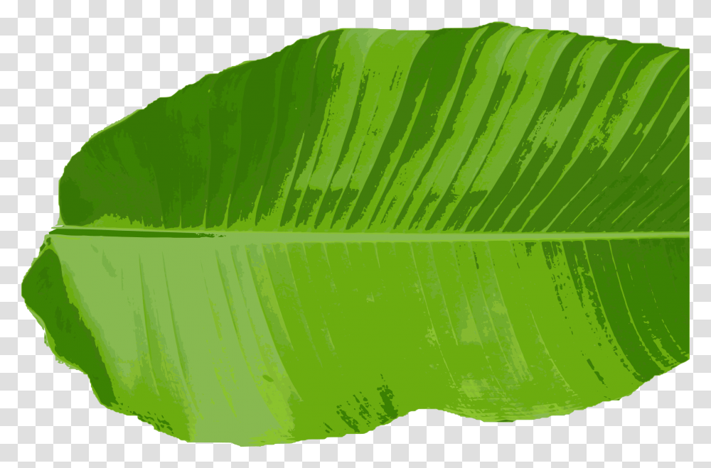 Leafplantgrass Banana Leaf Vector, Green, Veins Transparent Png