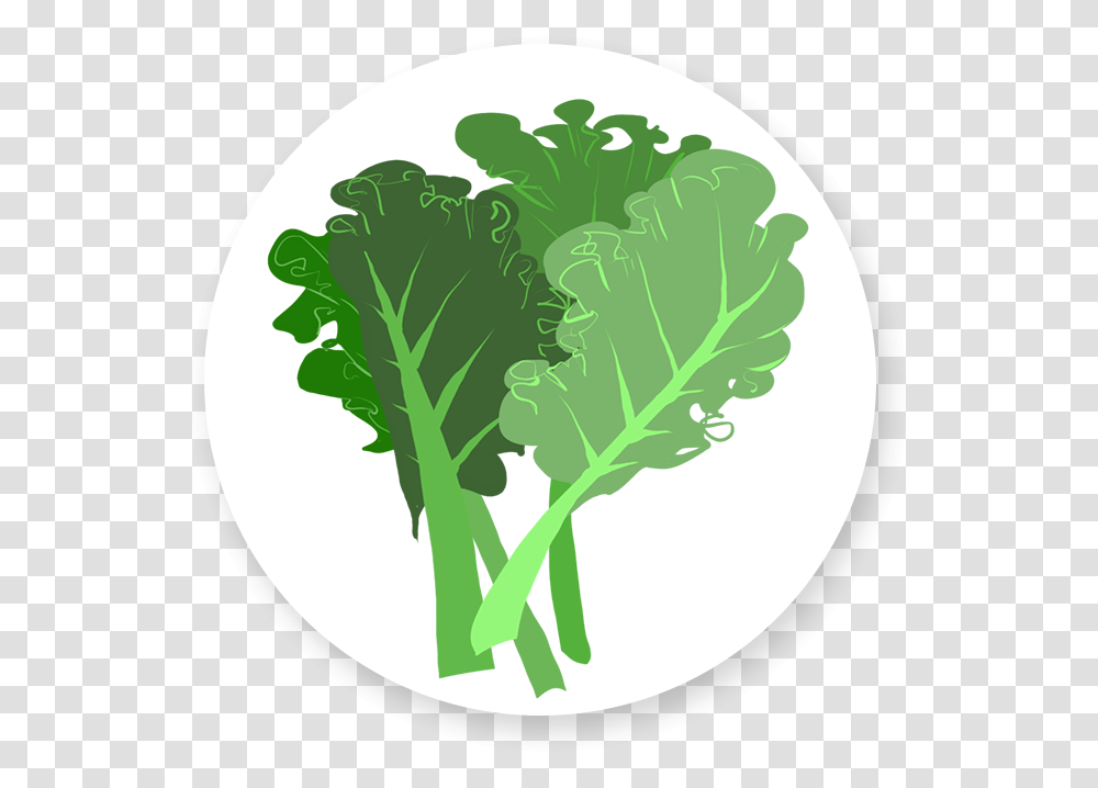 Leafy Greens That Pack A Healthy Punch Is Here Icon, Plant, Kale, Cabbage, Vegetable Transparent Png
