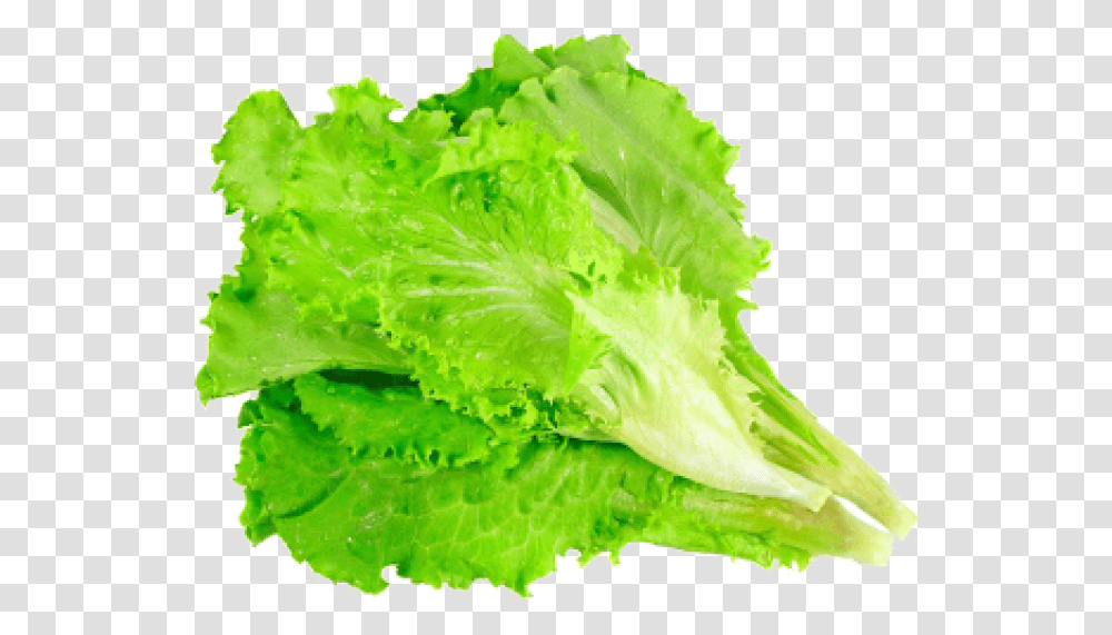 Leafy Lettuce, Plant, Vegetable, Food Transparent Png