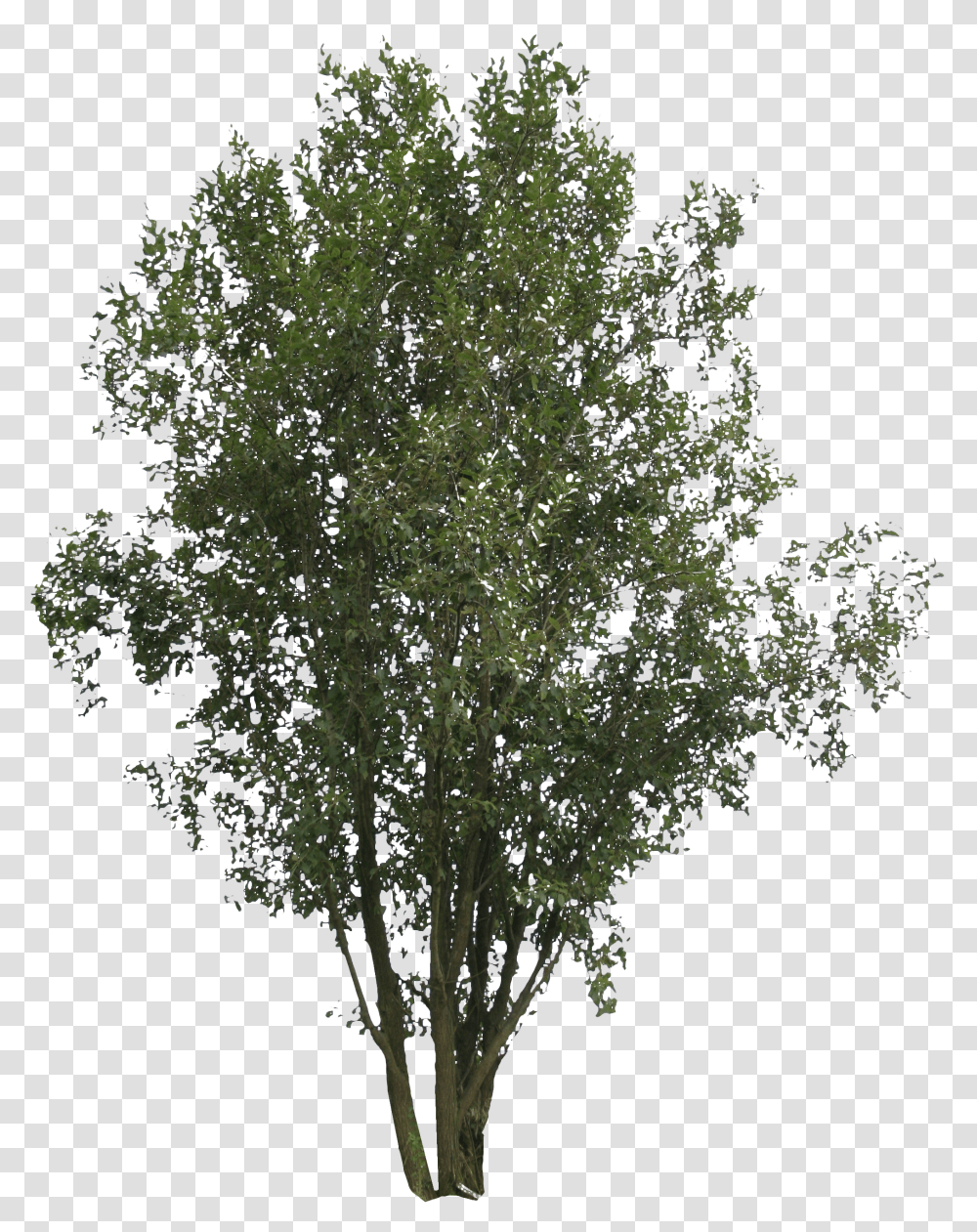 Leafy Transparent Png