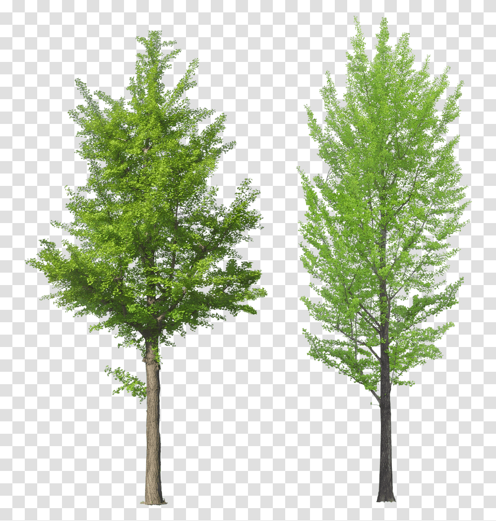 Leafy Trees Image Ginkgo Tree, Plant, Conifer, Fir, Abies Transparent Png