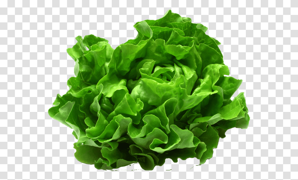 Leafy Vegetable, Plant, Lettuce, Food Transparent Png