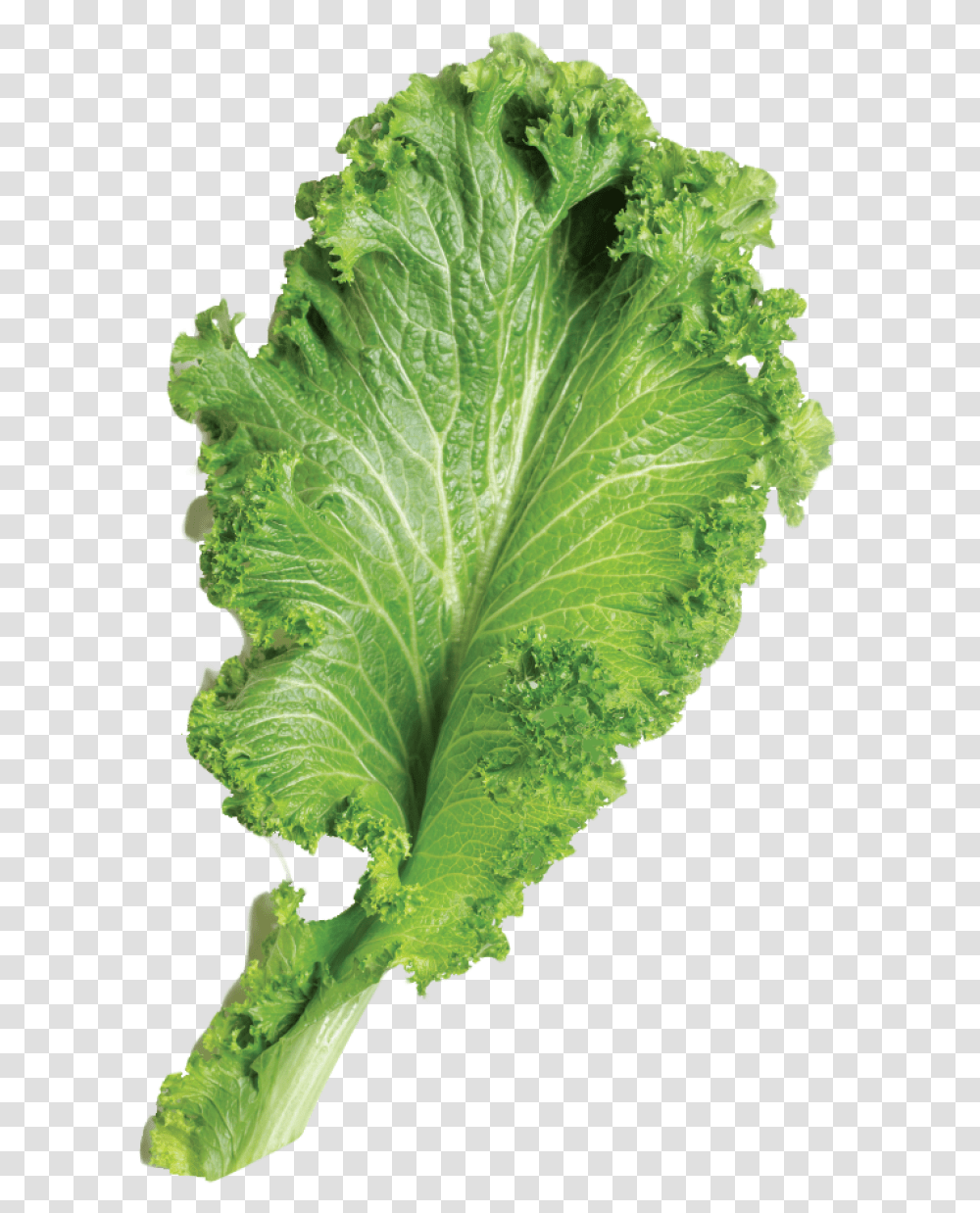 Leafy Vegetable, Plant, Lettuce, Food Transparent Png