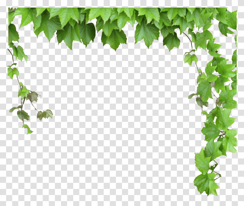 Leafy Vine Clipart Leaves And Vines, Plant, Ivy Transparent Png