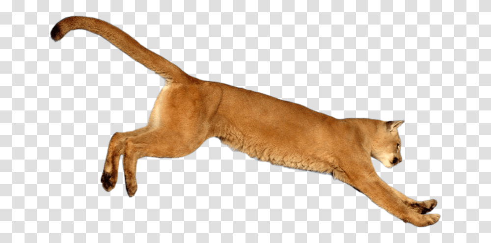 Leaping Cougar By Salahzw Cougar, Wildlife, Mammal, Animal, Dog Transparent Png