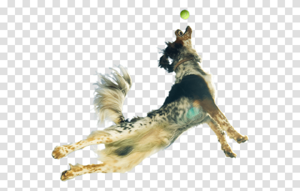 Leaping Dog Background, Mammal, Animal, Pet, Canine Transparent Png