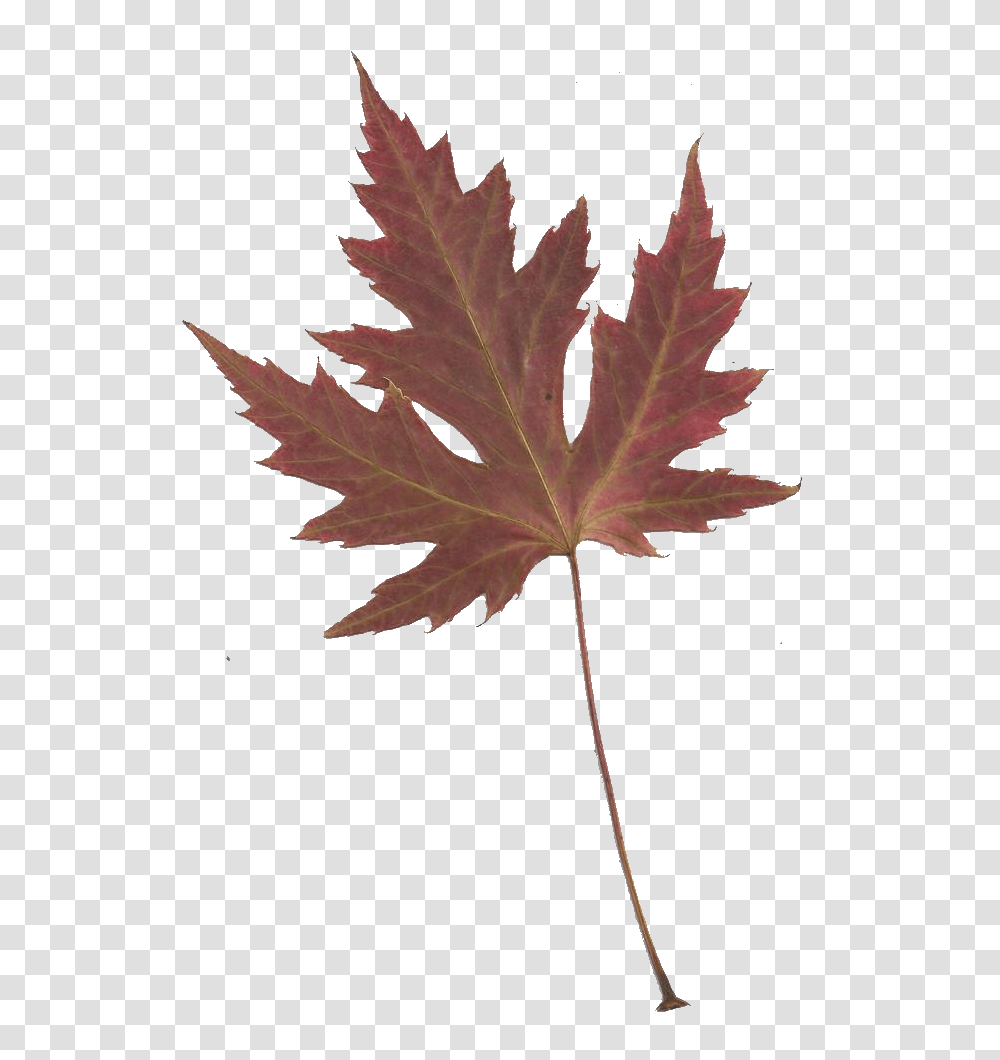 Leaping Frog Designs October, Leaf, Plant, Tree, Maple Transparent Png