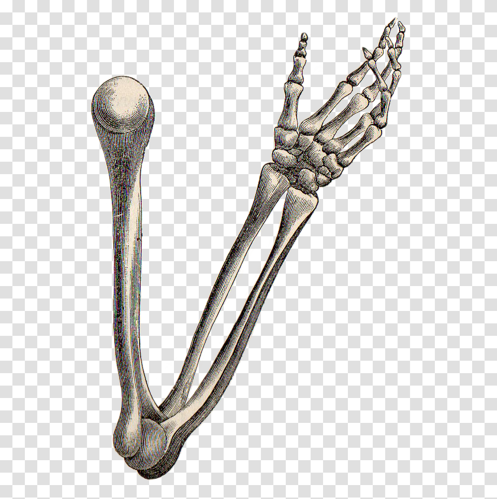 Leaping Frog Designs Skeleton Hand And Arm Free Vintage Image, Cutlery, Fork, Spoon Transparent Png