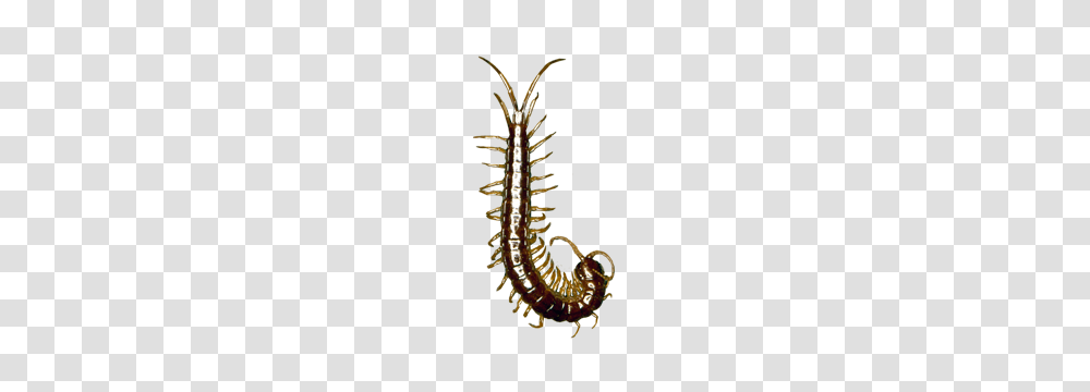 Learn About Centipedes Centipede Identification Hulett Pest, Invertebrate, Animal, Worm, Scorpion Transparent Png