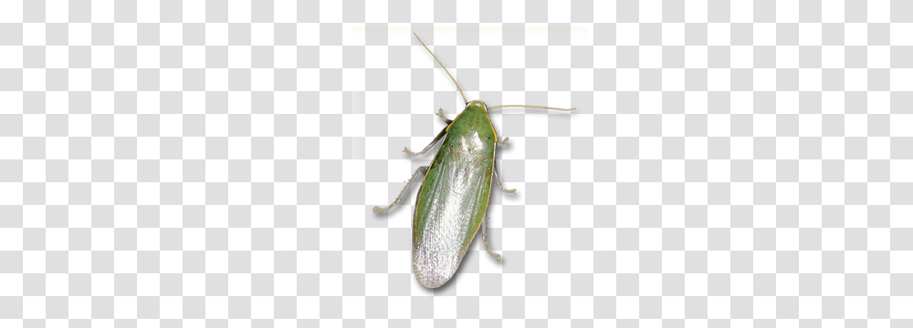 Learn About Cuban Roachs Cuban Roach Identification Hulett, Insect, Invertebrate, Animal, Aphid Transparent Png