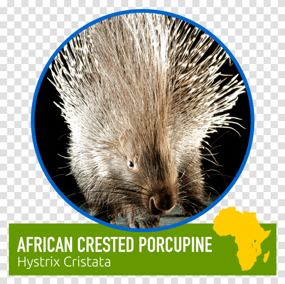 Learn About Our Animal Friends - Zoomagination New World Porcupine, Hedgehog, Mammal, Rat, Rodent Transparent Png