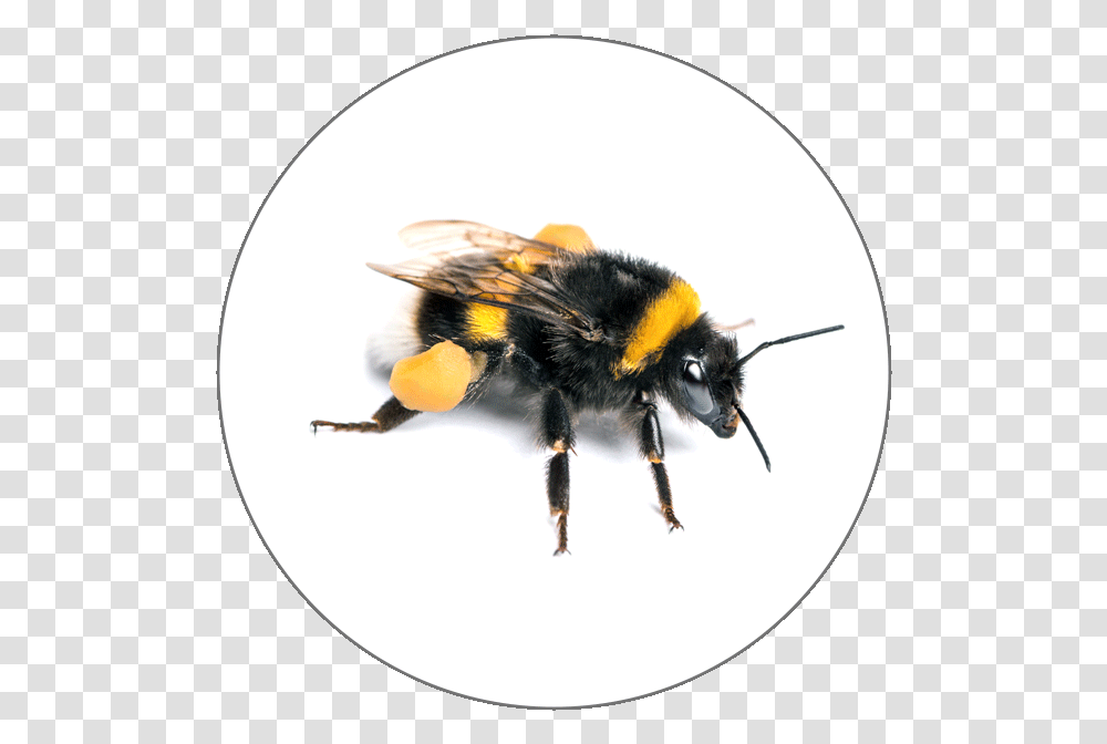 Learn French Alphabets Bumble Bees, Apidae, Insect, Invertebrate, Animal Transparent Png