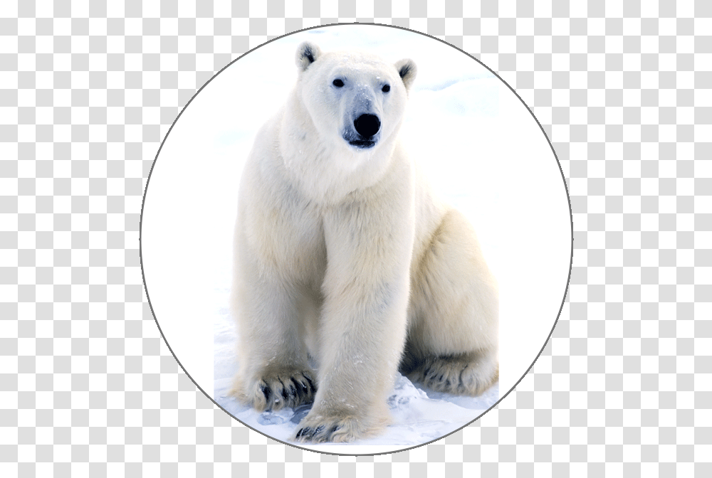 Learn French Alphabets Polar Bear Near The Arctic Circle, Wildlife, Mammal, Animal, Giant Panda Transparent Png