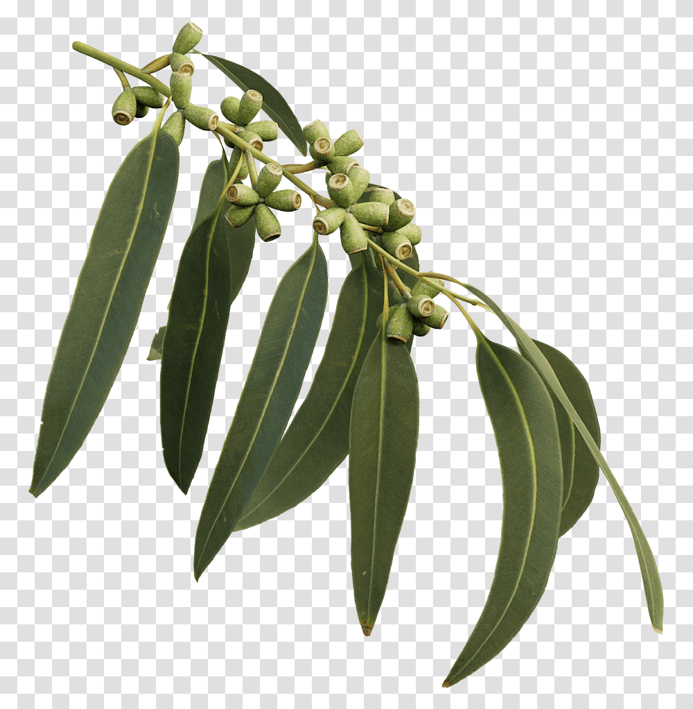 Learn How To Create And Use 3d Twig Eucalyptus Tree Leaves, Leaf, Plant, Annonaceae, Flower Transparent Png