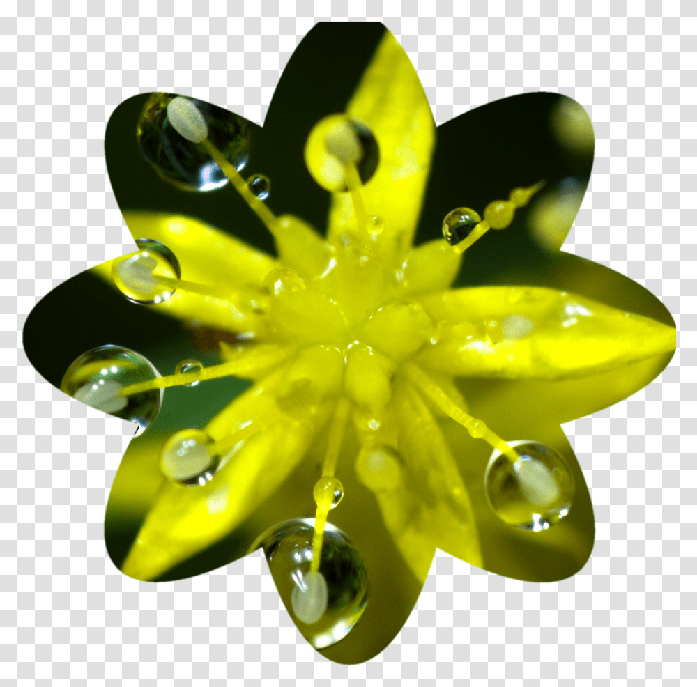 Learn How To Make Circular And Other Photo Crops Using Water Lily, Droplet, Plant, Leaf, Flower Transparent Png