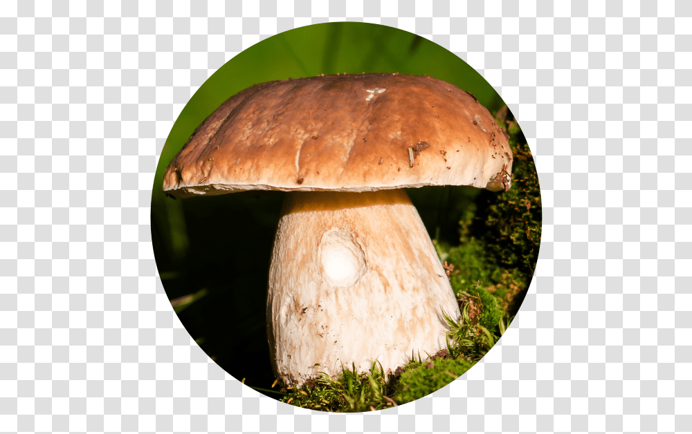 Learn How To Make Circular Photo Crops Using Layers Orezanie Fotky Do Kruhu Online, Fungus, Plant, Agaric, Mushroom Transparent Png