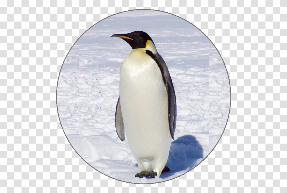 Learn Italian Alphabets Emperor Penguin, Bird, Animal, King Penguin Transparent Png