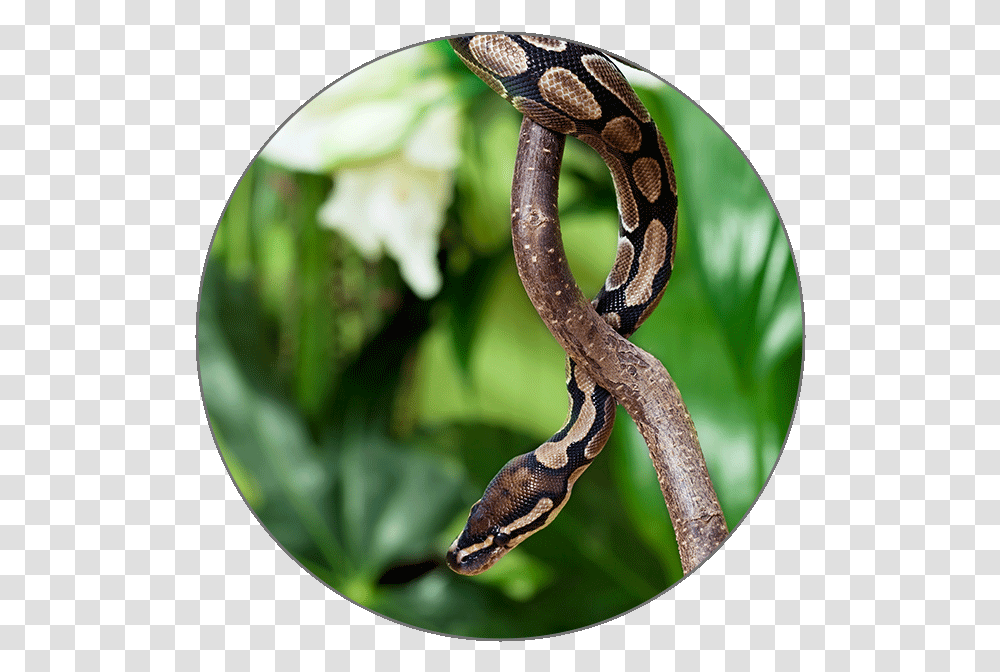 Learn Japanese Alphabets Serpent, Snake, Reptile, Animal, Rock Python Transparent Png