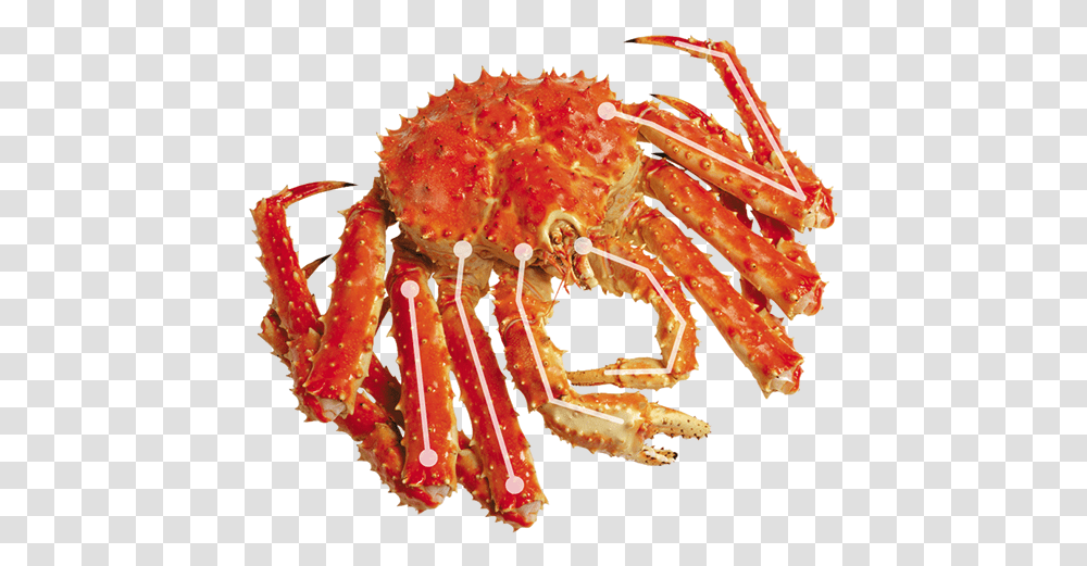 Learn More About King Crab Cancer, Invertebrate, Animal, Seafood, Sea Life Transparent Png