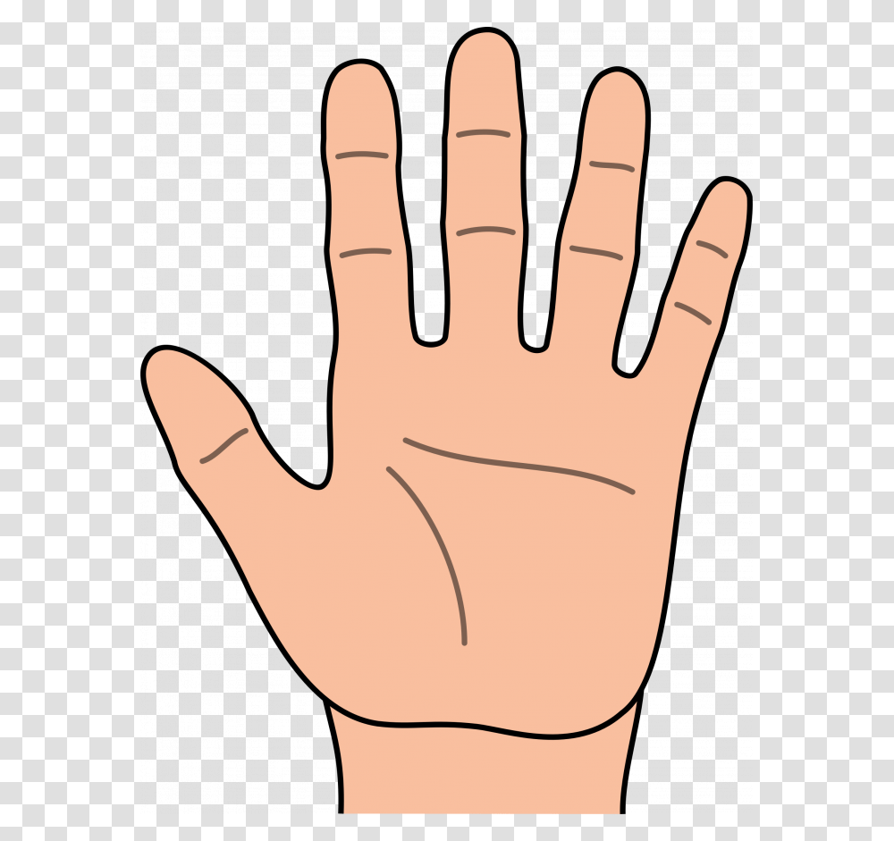 Learn What The Shape Of Your Hand Says About Your Personality, Finger Transparent Png