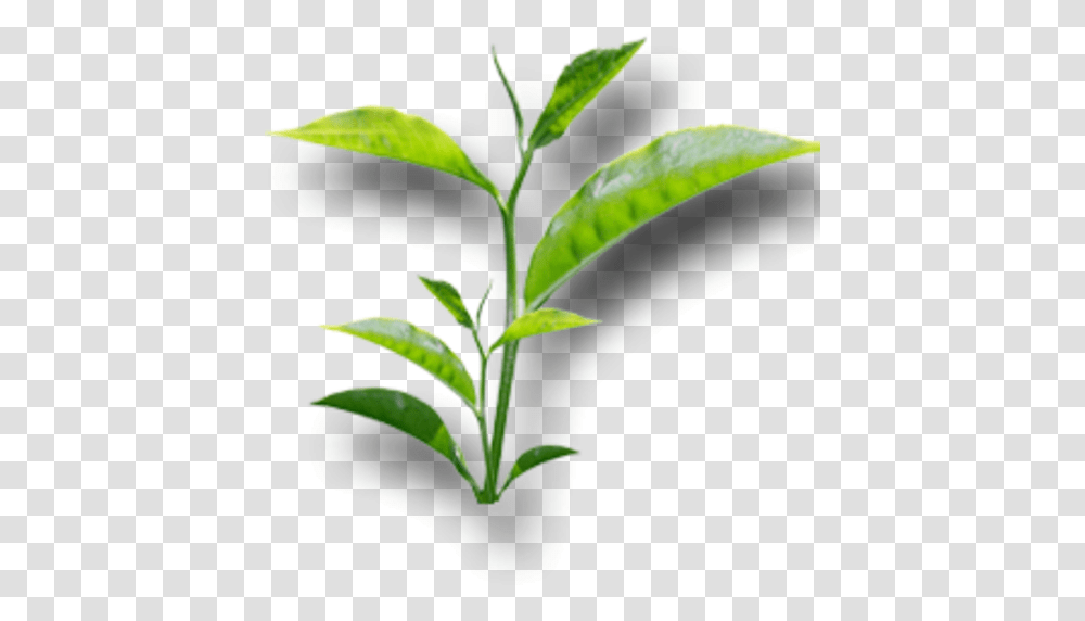 Leasbon Tea Appstore For Android, Plant, Vase, Jar, Pottery Transparent Png