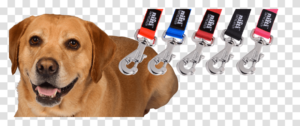 Leash Transparent Png